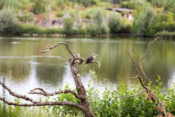 Fototapeta Laughing kookaburra on a branch in front of the lake - Dacelo novaeguineae - kingfisher of Australia