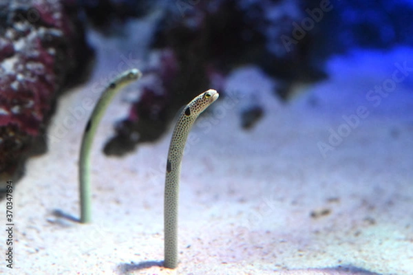 Fototapeta 砂から精いっぱい顔を出すチンアナゴの雄姿（日本の新江ノ島水族館）