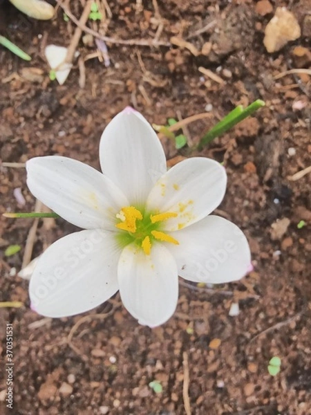Obraz plants and flowers used for taxonomy studies

