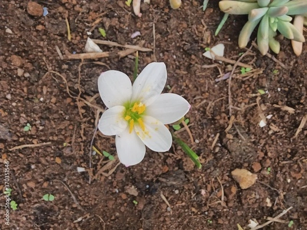 Obraz plants and flowers used for taxonomy studies
