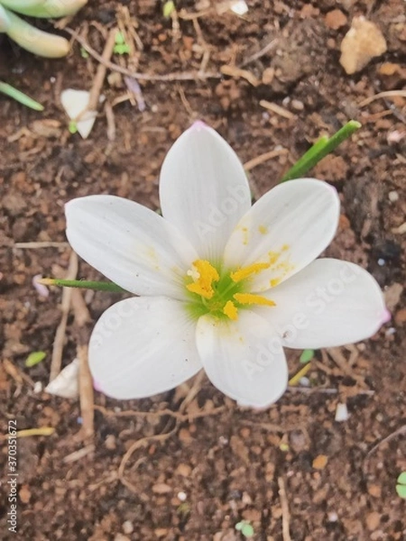 Obraz plants and flowers used for taxonomy studies
