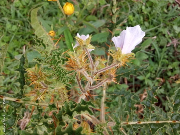 Obraz plants and flowers used for taxonomy studies
