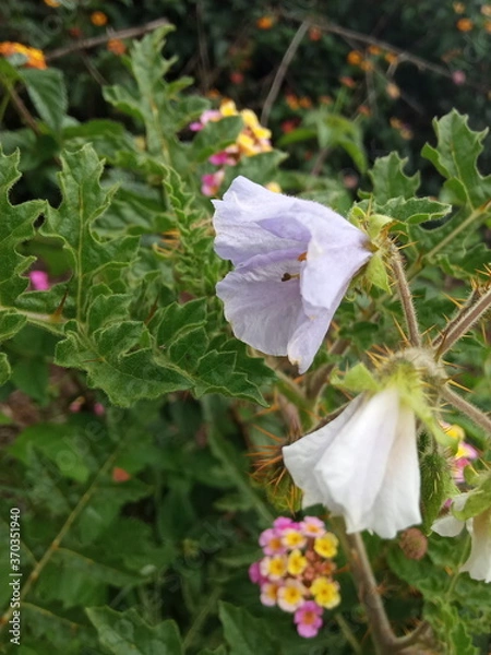 Obraz plants and flowers used for taxonomy studies
