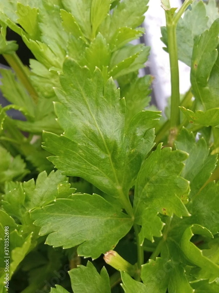 Obraz plants and flowers used for taxonomy studies
