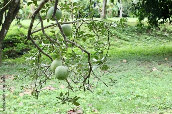 Fototapeta apples on a tree