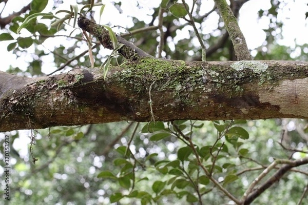 Obraz tree in spring