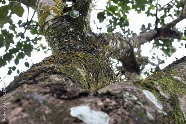 Obraz woodpecker on tree