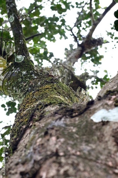 Obraz tree in the forest