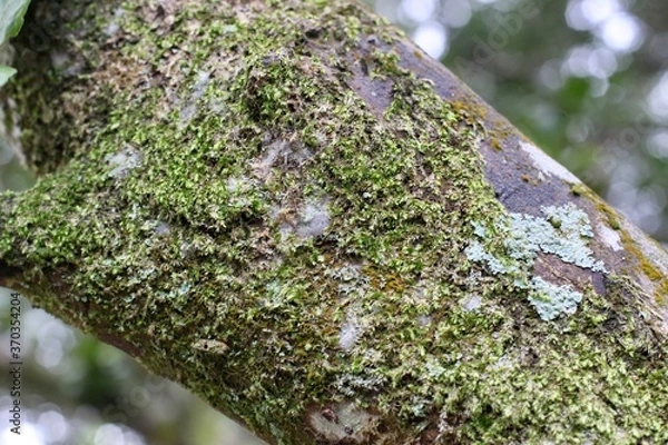 Obraz moss on tree