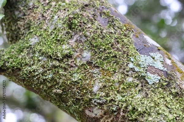 Obraz moss on tree