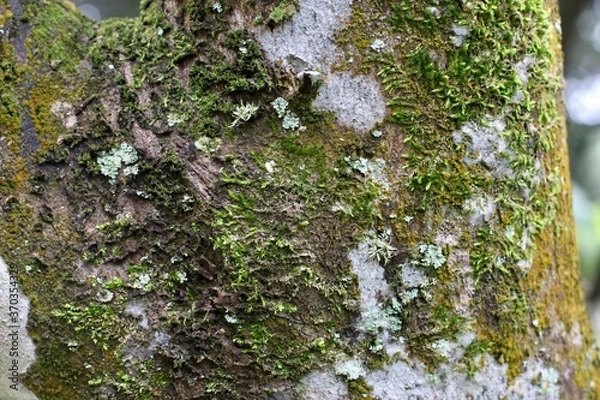 Obraz lichen on tree