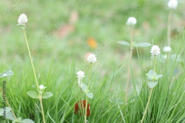 Obraz grass and flowers