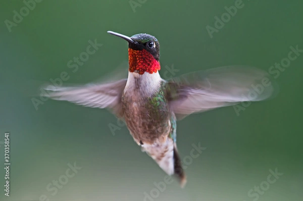 Obraz hummingbird in flight