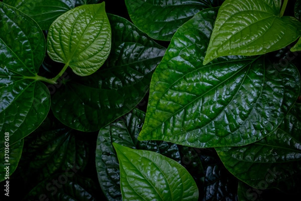 Obraz Green leaves background