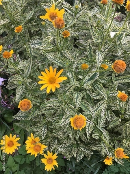 Obraz flowers in the garden