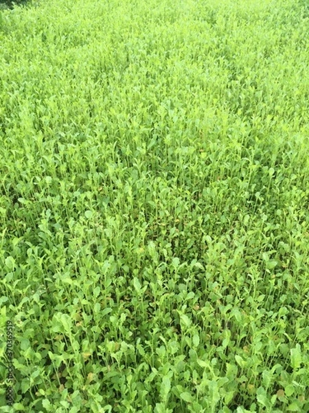 Obraz green grass background