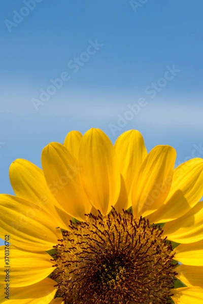 Obraz 向日葵と青空