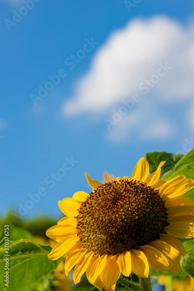 Obraz 見上げる向日葵