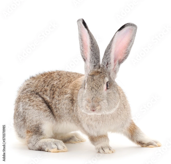 Fototapeta Gray rabbit isolated.