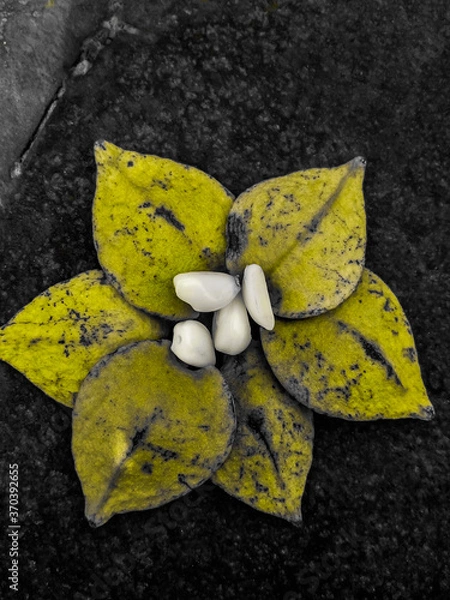 Obraz yellow flower on a black background
