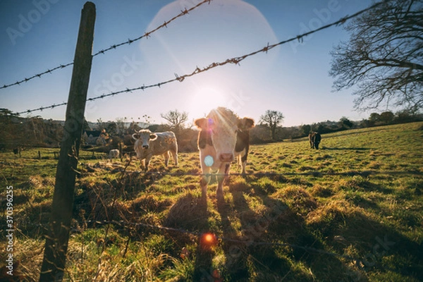 Obraz Cotswold sunset with cows in the field