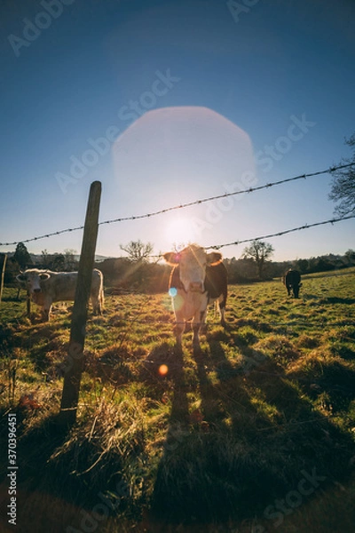 Obraz Cotswold sunset with cows in the field