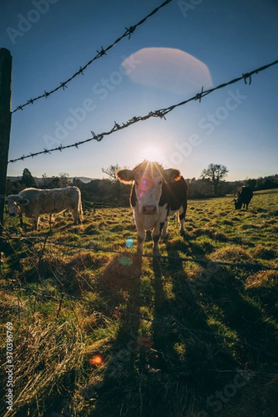Obraz cattle in the fields