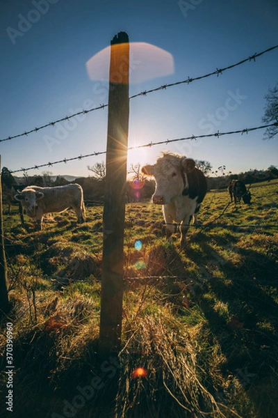 Obraz cattle in the fields