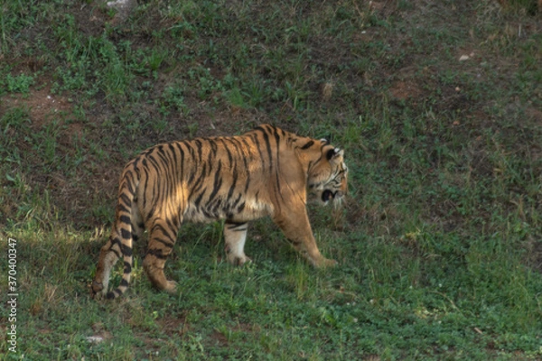 Fototapeta Tiger walking