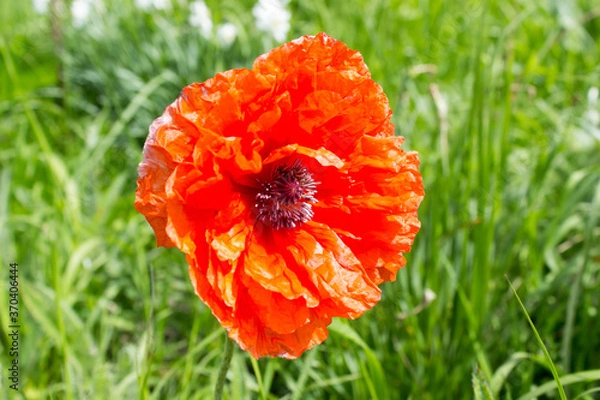 Obraz wildflowers in spring as background