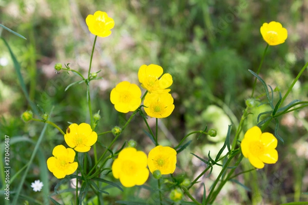 Obraz wildflowers in spring as background