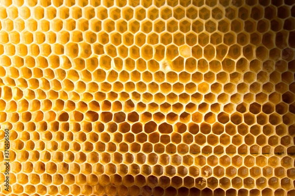 Obraz honeycomb on a frame as a background