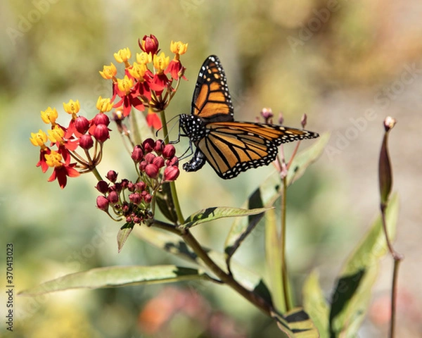 Fototapeta A Monarch Butterfly