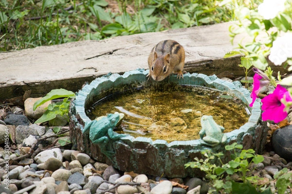 Fototapeta Summer Refreshment