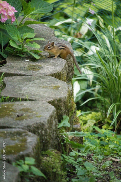 Fototapeta Garden Chipmunk