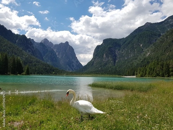 Obraz Bergsee mit Schwan