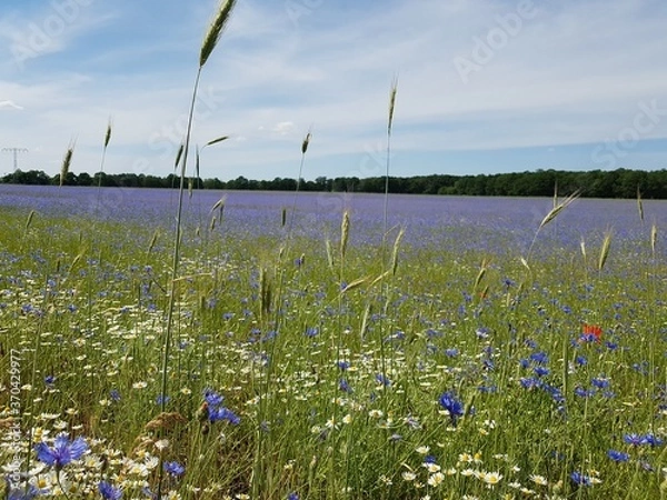 Obraz Kornblumen Wiese