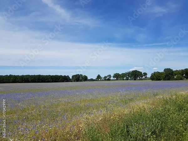 Obraz Kornblumen Wiese 