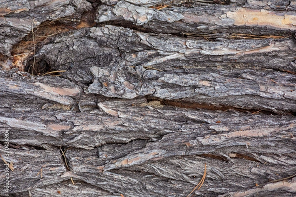 Obraz tree bark texture
