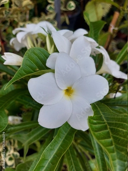 Obraz white flower