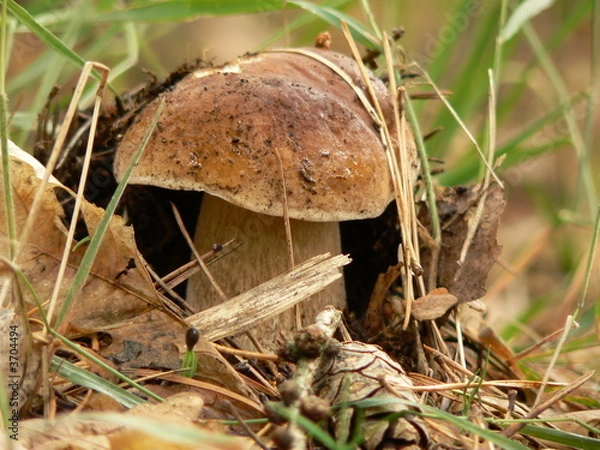 Obraz Edible boletus