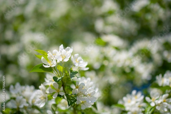 Obraz Branch of a blossoming apple tree