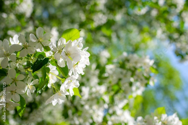 Obraz Branch of a blossoming apple tree