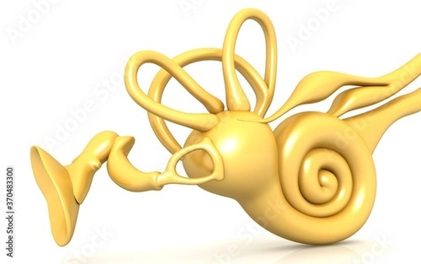 Obraz 3D illustration of inner ear . Cochlea in color background
