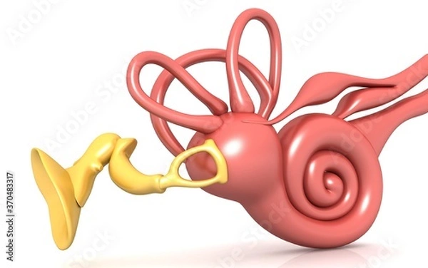 Obraz 3D illustration of inner ear . Cochlea in color background