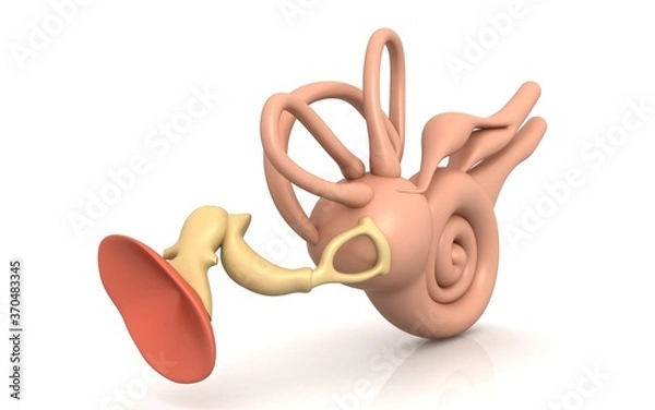 Obraz 3D illustration of inner ear . Cochlea in color background