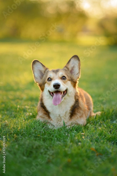 Fototapeta portrait dog . Welsh corgi pembroke in nature, on the grass