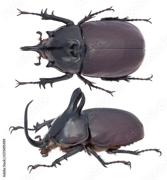 Obraz Eupatorus birmanicus Arrow, 1908