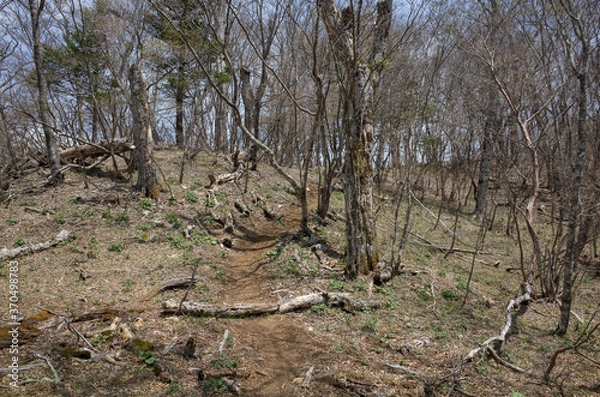 Obraz Trail near the summit of Mt.Honjagamaru, Yamanashi Prefecture, Japan.