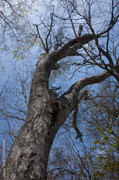 Obraz Loking up at the dead tree stretching up into the blue sky at Mt.Hongajamaru, Yamanashi Prefecture, Japan.